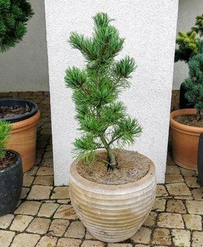 Сосна дрібноквіткова Schoon's Bonsai (Pinus parviflora Schoon's Bonsai) 02.003.439 фото