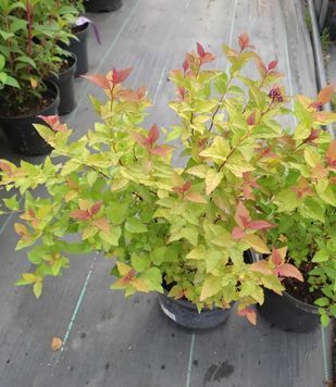Спірея японська Фіреліггт (Spiraea japonica Firelight) 01.041.017 фото