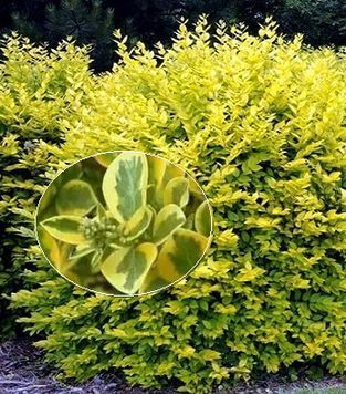 БИРЮЧИНА ОВАЛЬНОЛИСТА 'АУРЕУМ' (Ligustrum ovalifolium Aureum) 01.057.002 фото