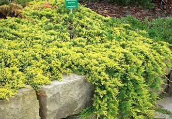 ЯЛІВЕЦЬ ПОВЗУЧИЙ 'ГОЛДЕН КАРПЕТ' (Juniperus horizontalis Golden Carpet) 02.009.162 фото