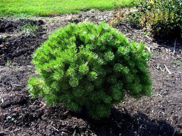 СОСНА ГУСТОКВІТКОВА 'УМБРАКУЛІФЕРА' (Pinus densiflora Umbraculifera) 02.003.411 фото