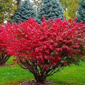 Бруслина крилата (Euonymus alatus) 01.008.028 фото