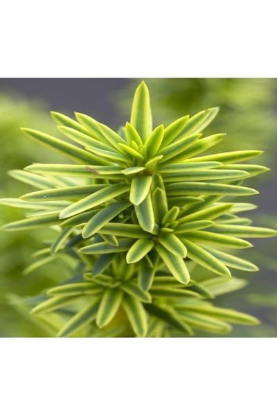 Тис ягідний Фастігіата Ауреа (Taxus baccata Fastigiata Aurea) 02.004.045 фото