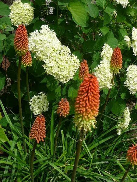 Кніпхофія ягідна(Kniphofia uvaria) 03.055.001 фото
