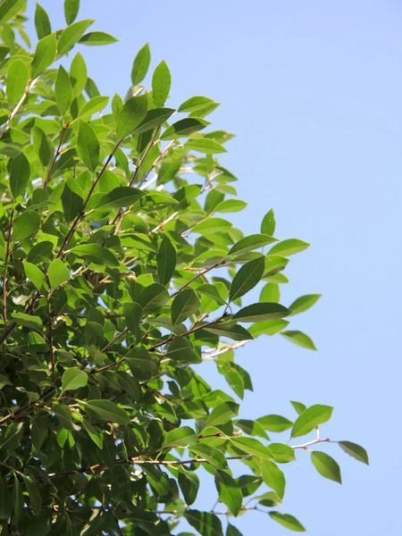 Слива/вишня (Prunus) керасус Умбракуліфера (Prunus cerasus Umbraculifera) 01.013.034 фото