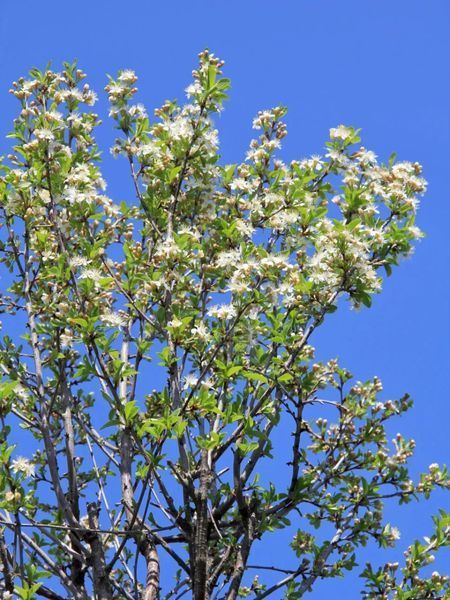 Слива/вишня (Prunus) керасус Умбракуліфера (Prunus cerasus Umbraculifera) 01.013.034 фото