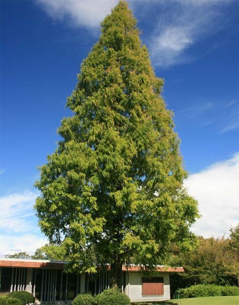 МЕТАСЕКВОЙЯ КИТАЙСЬКА (Metasequoia glyptostroboides) 02.013.001 фото