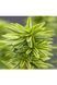 Тис ягідний Фастігіата Ауреа (Taxus baccata Fastigiata Aurea) 02.004.045 фото 3