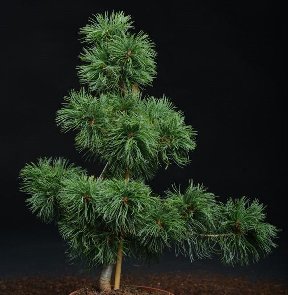 Сосна дрібноквіткова Schoon's Bonsai (Pinus parviflora Schoon's Bonsai) 02.003.439 фото