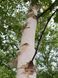 Береза корисна (Betula utilis) 01.026.027 фото 1
