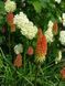 Кніпхофія ягідна(Kniphofia uvaria) 03.055.001 фото 2