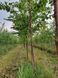 Береза корисна (Betula utilis) 01.026.027 фото 3
