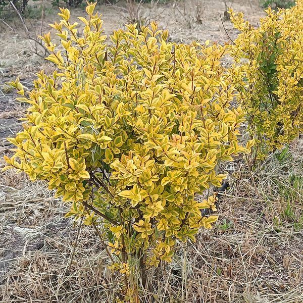 БИРЮЧИНА ОВАЛЬНОЛИСТА 'АУРЕУМ' (Ligustrum ovalifolium Aureum) 01.057.002 фото