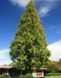 МЕТАСЕКВОЙЯ КИТАЙСЬКА (Metasequoia glyptostroboides) 02.013.001 фото 2