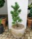 Сосна дрібноквіткова Schoon's Bonsai (Pinus parviflora Schoon's Bonsai) 02.003.439 фото 1