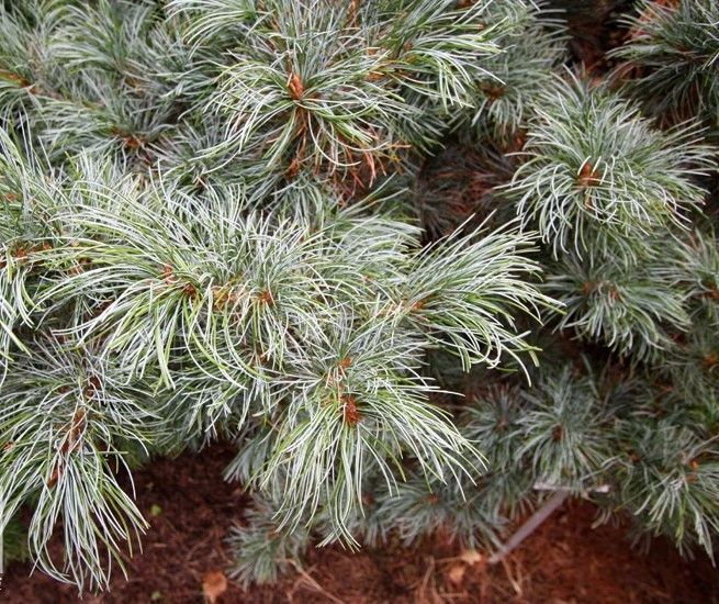 Сосна дрібноквіткова Schoon's Bonsai (Pinus parviflora Schoon's Bonsai) 02.003.439 фото