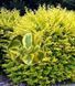 БИРЮЧИНА ОВАЛЬНОЛИСТА 'АУРЕУМ' (Ligustrum ovalifolium Aureum) 01.057.002 фото 1