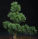 Сосна дрібноквіткова Schoon's Bonsai (Pinus parviflora Schoon's Bonsai) 02.003.439 фото 3