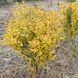 БИРЮЧИНА ОВАЛЬНОЛИСТА 'АУРЕУМ' (Ligustrum ovalifolium Aureum) 01.057.002 фото 2