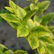 БИРЮЧИНА ОВАЛЬНОЛИСТА 'АУРЕУМ' (Ligustrum ovalifolium Aureum) 01.057.002 фото 3