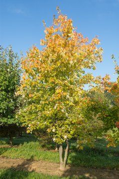 КЛЕН ФРІМАНА 'Осіння БЛЕЙЗ' C (Acer freemanii Autumn Blaze C) 01.001.087 фото