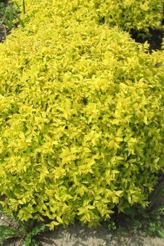СПІРЕЯ ЯПОНСЬКА 'ГОЛДЕН КАРПЕТ' (Spiraea japonica Golden Carpet) 01.041.024 фото