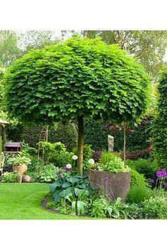 Клен гостролистий 'Глобозум' (Acer platanoides Globosum) 01.001.129 фото