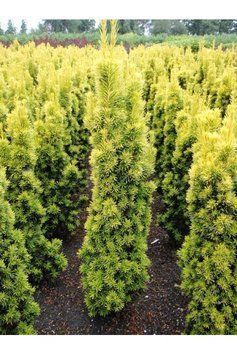 Тис ягідний Фастігіата Ауреа (Taxus baccata Fastigiata Aurea) 02.004.112 фото