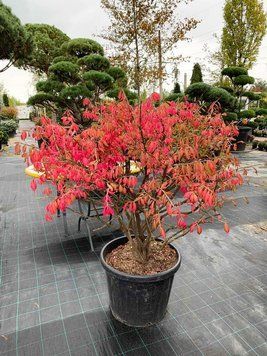 Бруслина крилата(Euonymus alatus) 01.008.019 фото