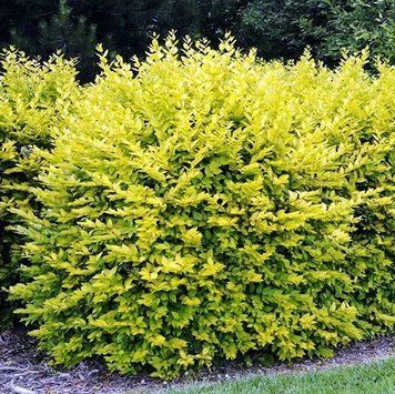 Бирючина круглолист Вікаріі (Ligustrum ovalifolium Vicaryi) 01.057.003 фото