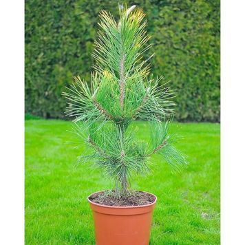 СОСНА ТУНБЕРГА ОГОН (Pinus thunbergii Ogon) 02.003.017 фото