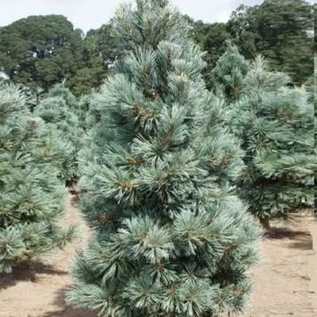 Сосна м'яка Цесаріні Блю (Pinus flexilis Cesarini Blue) 02.003.101 фото