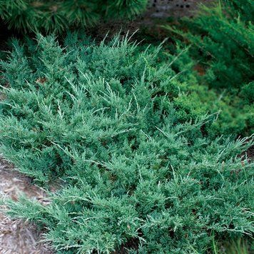 ЯЛІВЕЦЬ ПОВЗУЧИЙ 'ХЮЗ' (Juniperus horizontalis Hughes) 02.009.175 фото