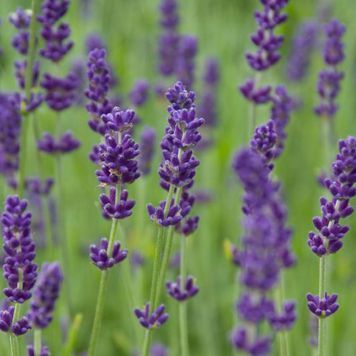 Лаванда вузьколиста Hidcote (Lavandula angustifolia Hidcote) 03.002.001 фото
