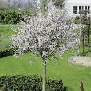 ВИШНЯ ЯПОНСЬКА 'КОЙО НО МАЙ' САКУРА (Prunus incisa Kojou-no-mai) 01.013.058 фото