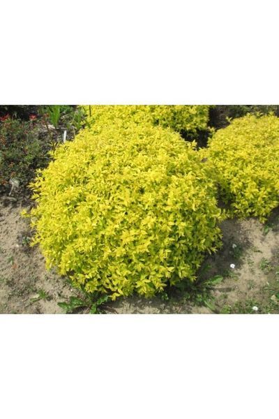СПІРЕЯ ЯПОНСЬКА 'ГОЛДЕН КАРПЕТ' (Spiraea japonica Golden Carpet) 01.041.024 фото