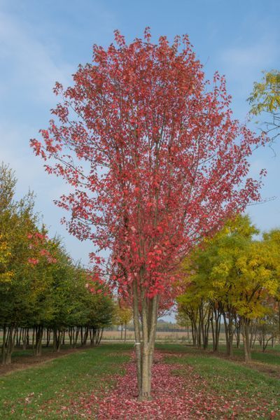 КЛЕН ФРІМАНА 'Осіння БЛЕЙЗ' C (Acer freemanii Autumn Blaze C) 01.001.087 фото