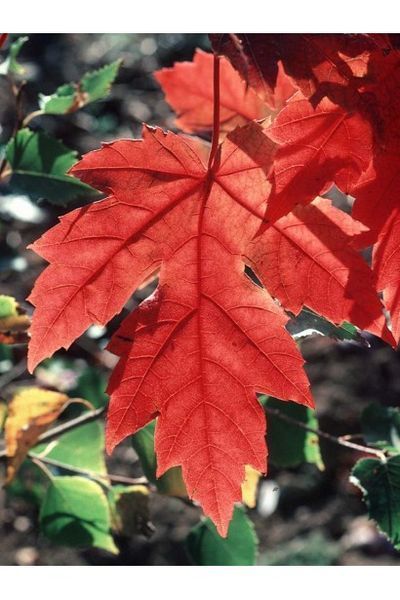 КЛЕН ФРІМАНА 'Осіння БЛЕЙЗ' C (Acer freemanii Autumn Blaze C) 01.001.087 фото