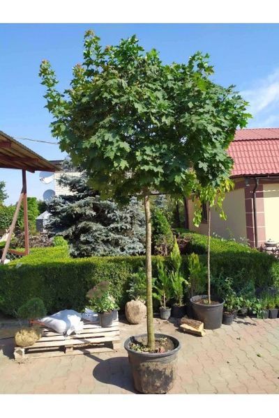 Клен гостролистий 'Глобозум' (Acer platanoides Globosum) 01.001.129 фото
