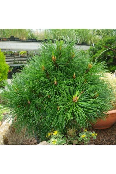 Сосна гірська Варелла(Pinus mugo Varella) 02.003.042 фото