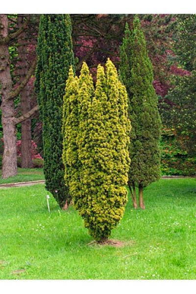 Тис ягідний Фастігіата Ауреа (Taxus baccata Fastigiata Aurea) 02.004.112 фото