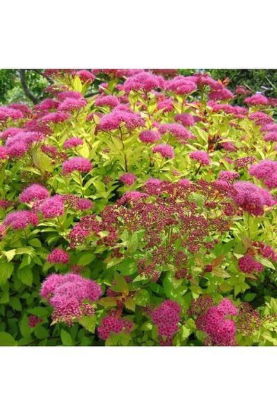 СПІРЕЯ ЯПОНСЬКА 'ГОЛДЕН КАРПЕТ' (Spiraea japonica Golden Carpet) 01.041.024 фото