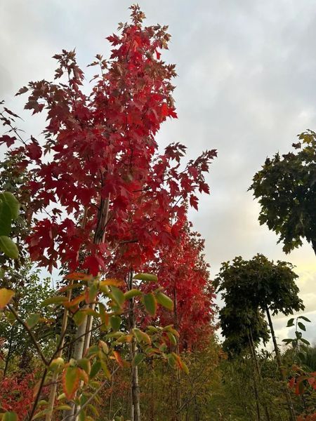 КЛЕН ФРІМАНА 'Осіння БЛЕЙЗ' C (Acer freemanii Autumn Blaze C) 01.001.087 фото