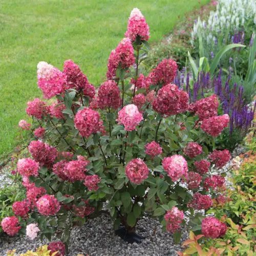 ГОРТЕНЗІЯ ВОЛОТИСТА 'ФРАМБОЗІН' (Hydrangea paniculata Framboisine) 01.034.093 фото