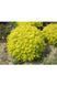 СПІРЕЯ ЯПОНСЬКА 'ГОЛДЕН КАРПЕТ' (Spiraea japonica Golden Carpet) 01.041.024 фото 2