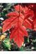 КЛЕН ФРІМАНА 'Осіння БЛЕЙЗ' C (Acer freemanii Autumn Blaze C) 01.001.087 фото 4