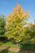 КЛЕН ФРІМАНА 'Осіння БЛЕЙЗ' C (Acer freemanii Autumn Blaze C) 01.001.087 фото 1