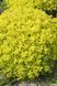 СПІРЕЯ ЯПОНСЬКА 'ГОЛДЕН КАРПЕТ' (Spiraea japonica Golden Carpet) 01.041.024 фото 1