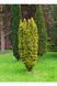 Тис ягідний Фастігіата Ауреа (Taxus baccata Fastigiata Aurea) 02.004.112 фото 2