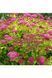 СПІРЕЯ ЯПОНСЬКА 'ГОЛДЕН КАРПЕТ' (Spiraea japonica Golden Carpet) 01.041.024 фото 3